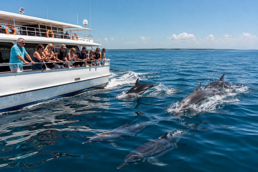 Dolphin Eco Cruises: A Sustainable Journey to Explore Marine Wildlife